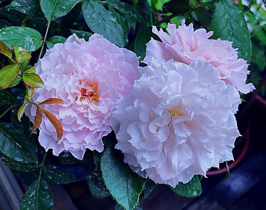 'Libellula' rose photo