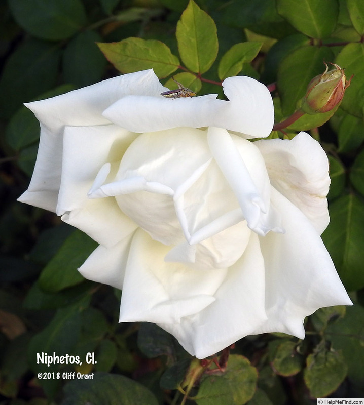 'Niphetos, Cl.' rose photo