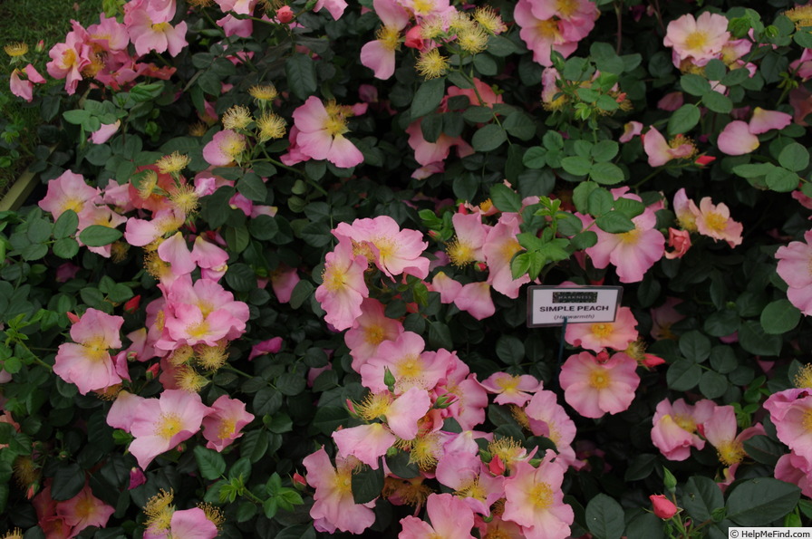 'Simple Peach' rose photo