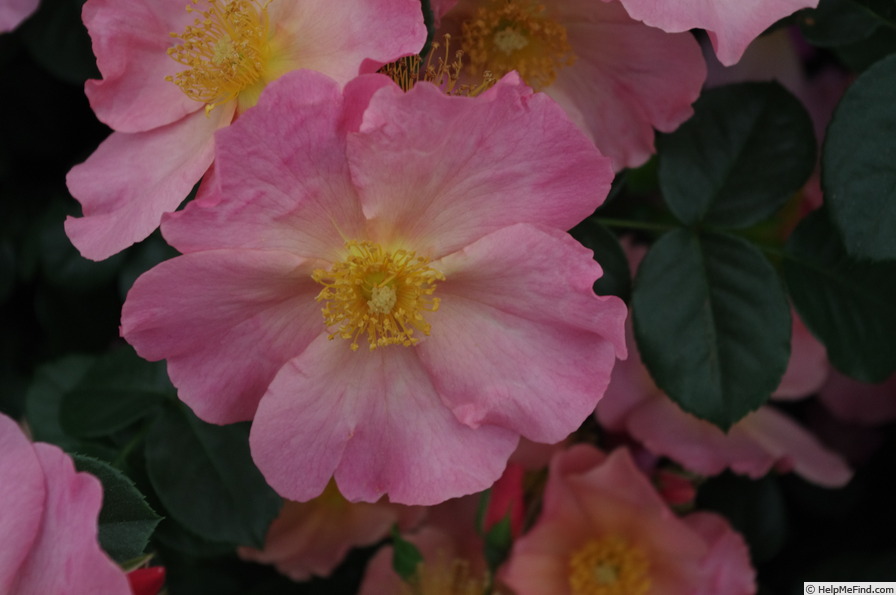 'Simple Peach' rose photo