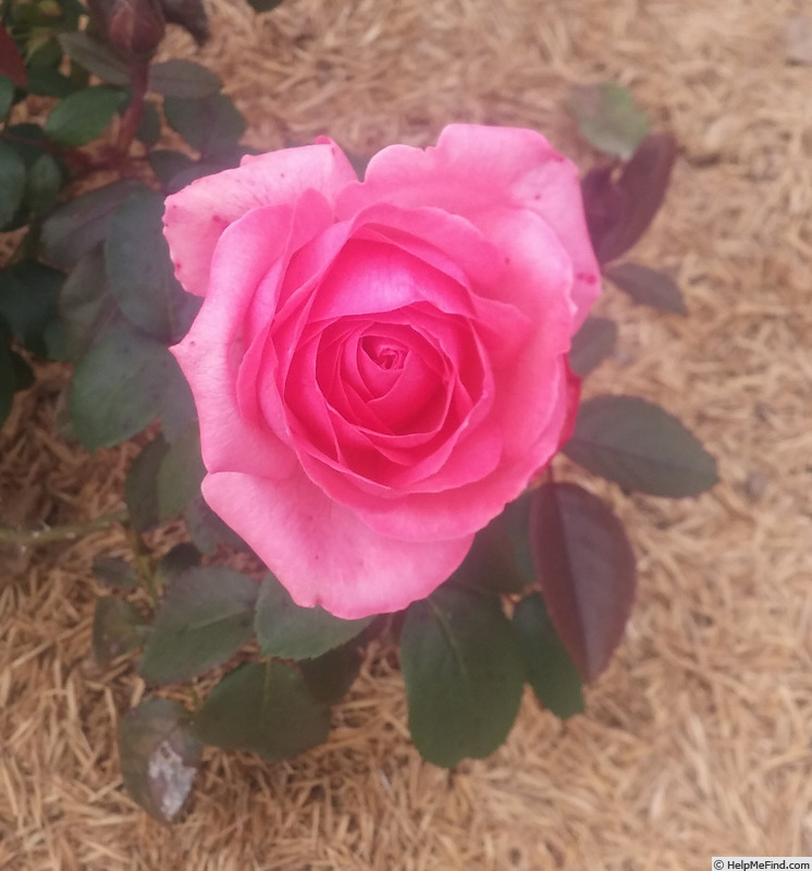 'Highwire Flyer™' rose photo