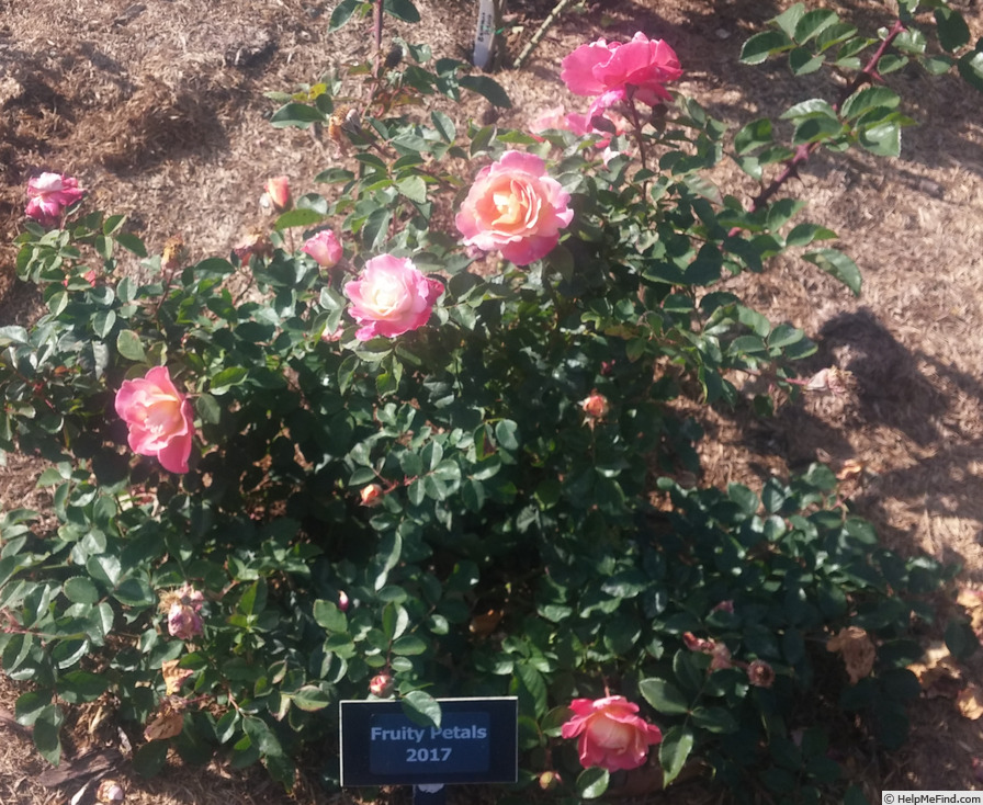 'Fruity Petals' rose photo