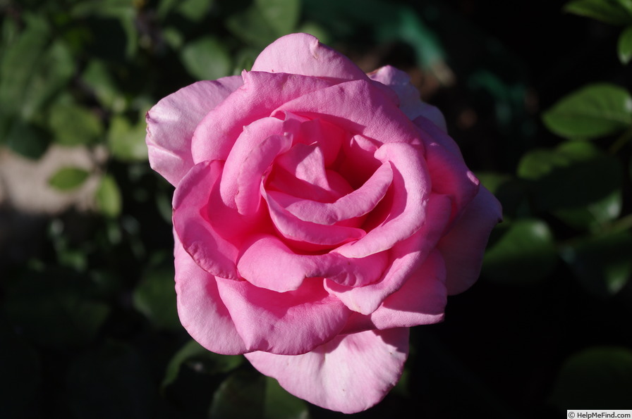 'Percy Thrower' rose photo