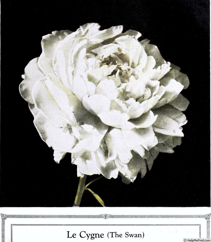 'Le Cygne' peony photo