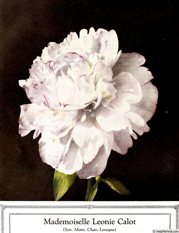 'Mademoiselle Leonie Calot' peony photo