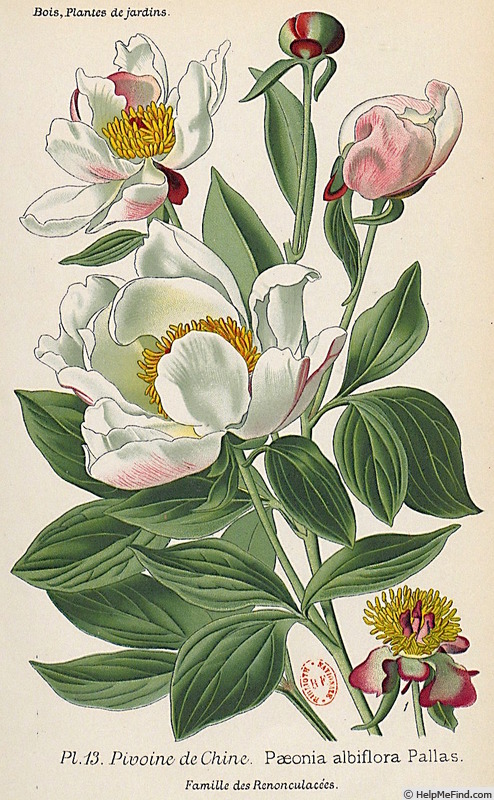 '<i>P. albiflora</i> Pallas synonym' peony photo