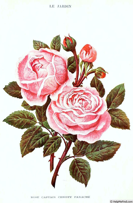 'Captain Christy Panaché' rose photo