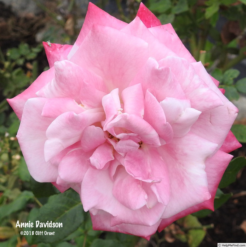 'Annie Davidson' rose photo