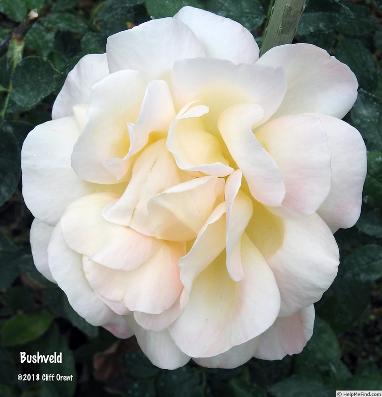 'Bushveld' rose photo
