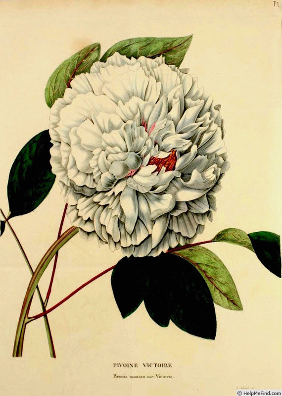 'Victoria (hybrid suffruticosa, Mathieu, by 1832)' peony photo