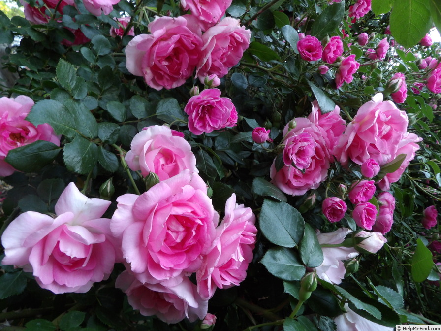 'DELge' rose photo
