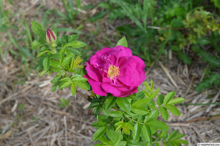 'Basye's Purple OP #1' rose photo