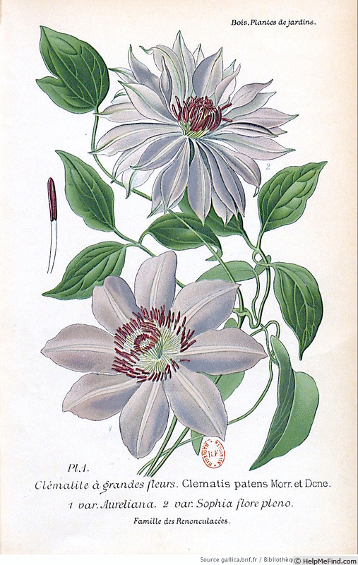 'C. aureliana' clematis photo