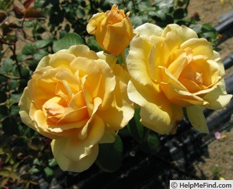 'Valby Sunshine' rose photo