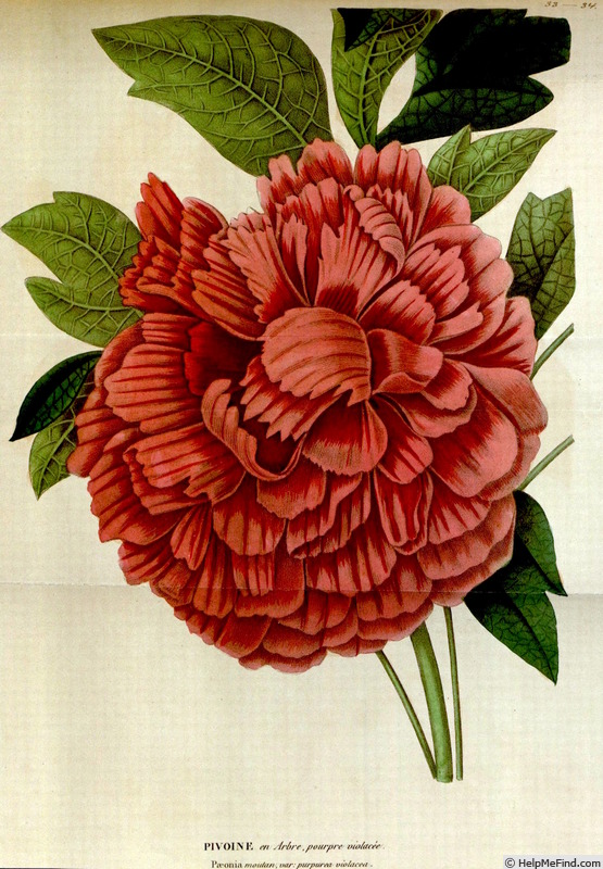 'Purpurea violacea (suffruticosa, Mathieu, 1834)' peony photo