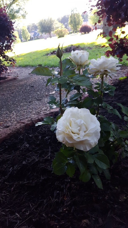 'Shirley's Bouquet' rose photo