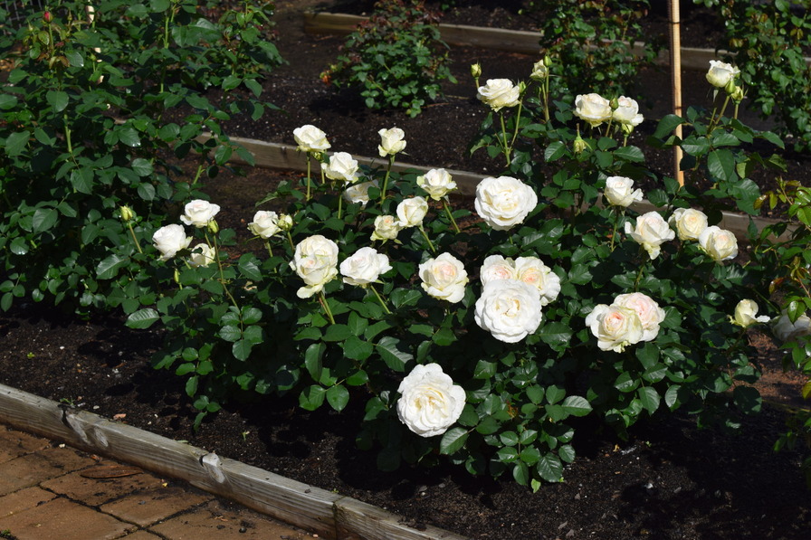 'Shirley's Bouquet' rose photo