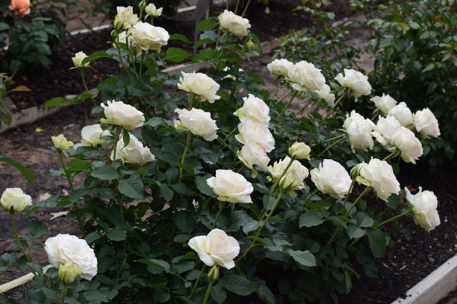 'Shirley's Bouquet' rose photo