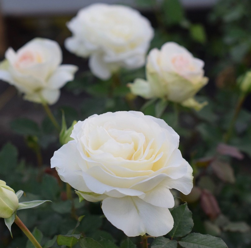 'Shirley's Bouquet' rose photo