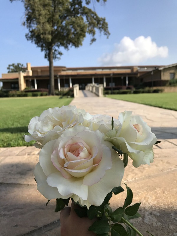 'Shirley's Bouquet' rose photo