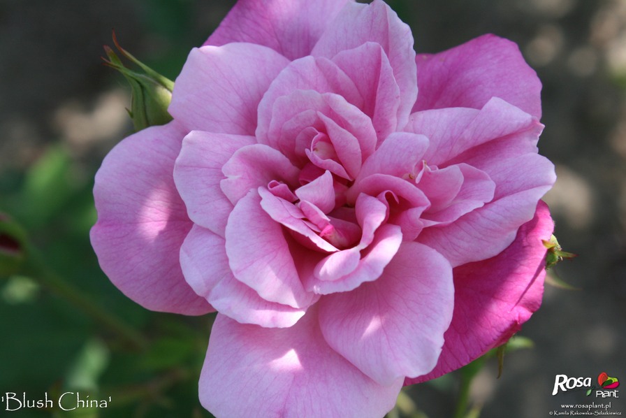 'Blush China (Old Blush)' rose photo