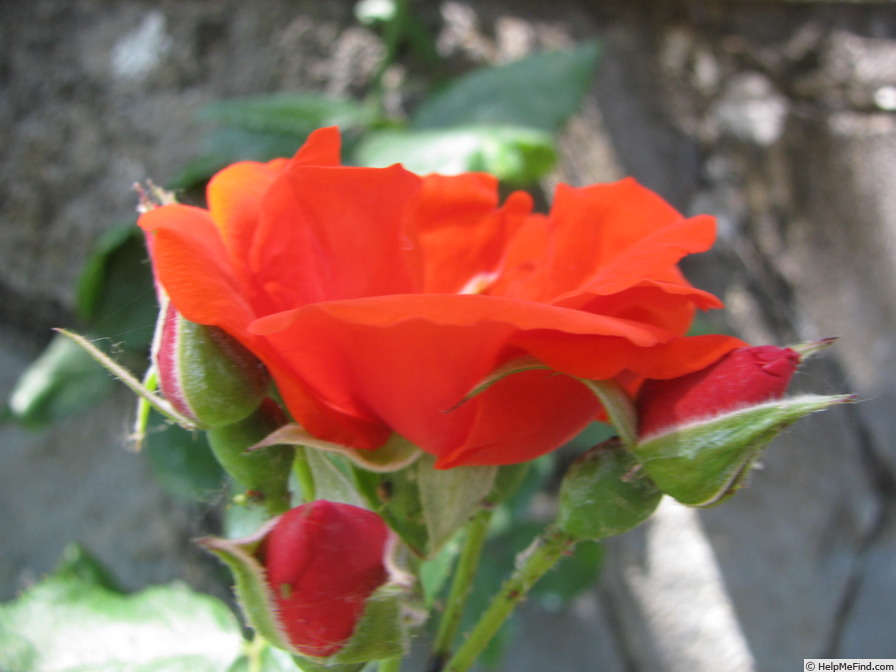 'Grido' rose photo