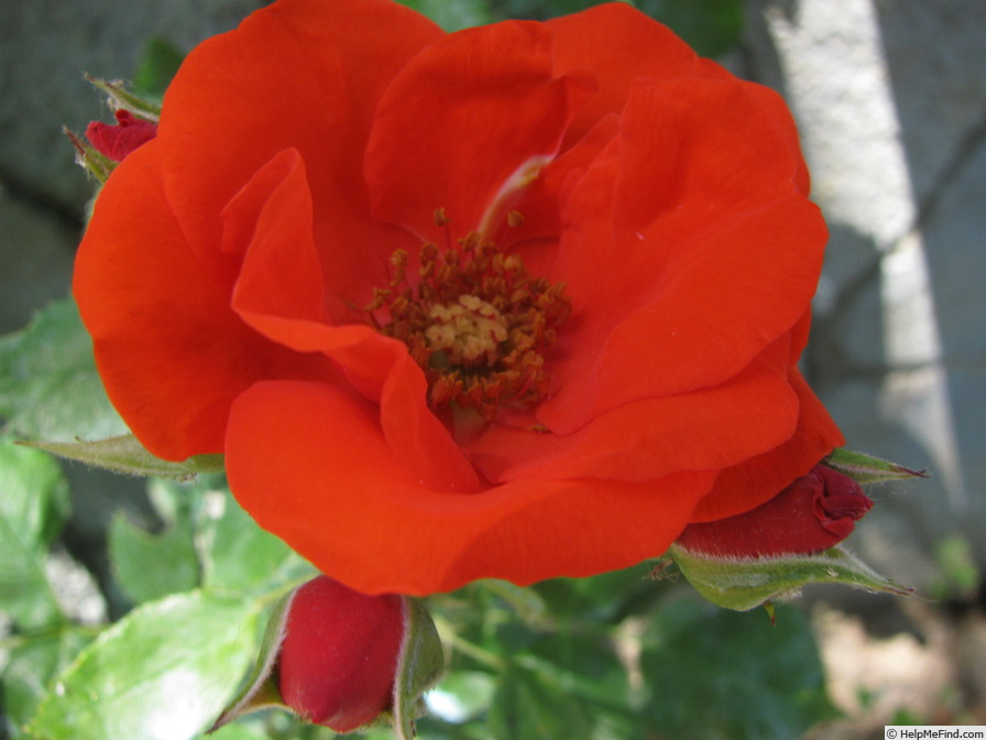 'Grido' rose photo