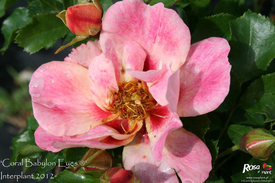 'Coral Babylon Eyes ®' rose photo