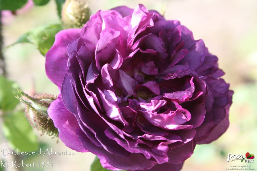 'Duchesse d'Abrantès (moss, Robert, 1851)' rose photo