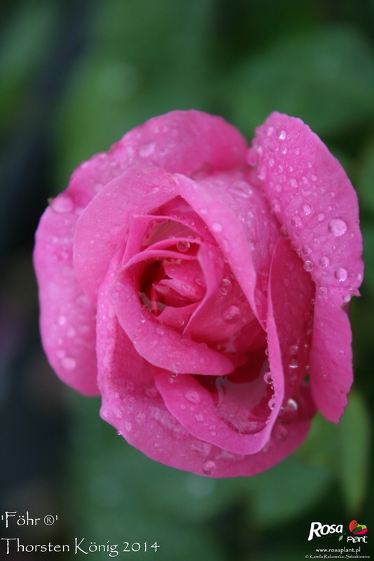 'Föhr ®' rose photo