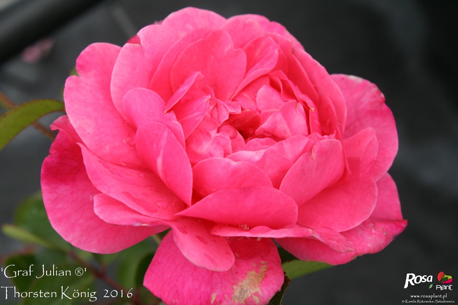 'Graf Julian ®' rose photo