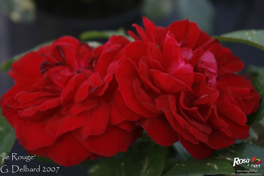 'Ile Rouge' rose photo