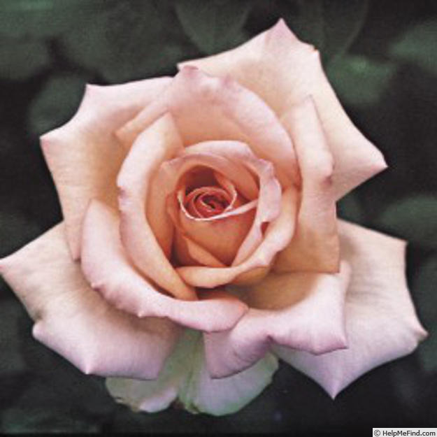 'Elizabeth Harkness, Cl. ®' rose photo