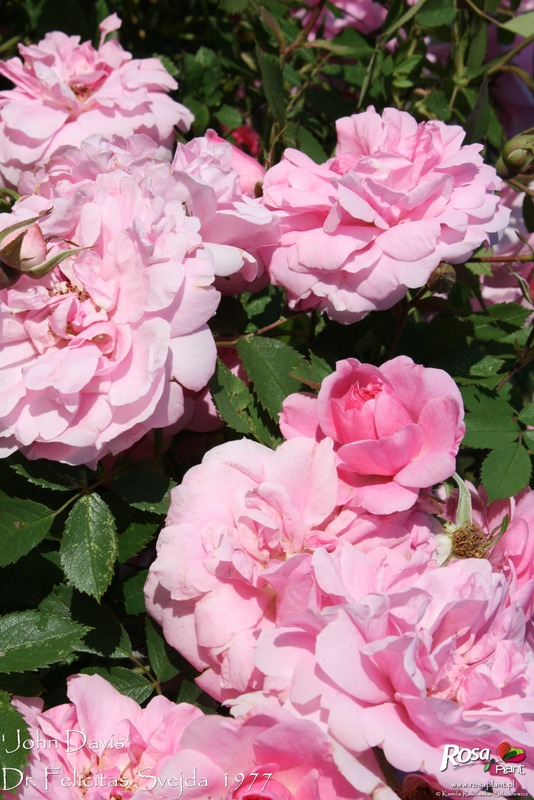 'John Davis' rose photo