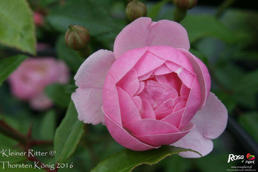 'Kleiner Ritter ®' rose photo