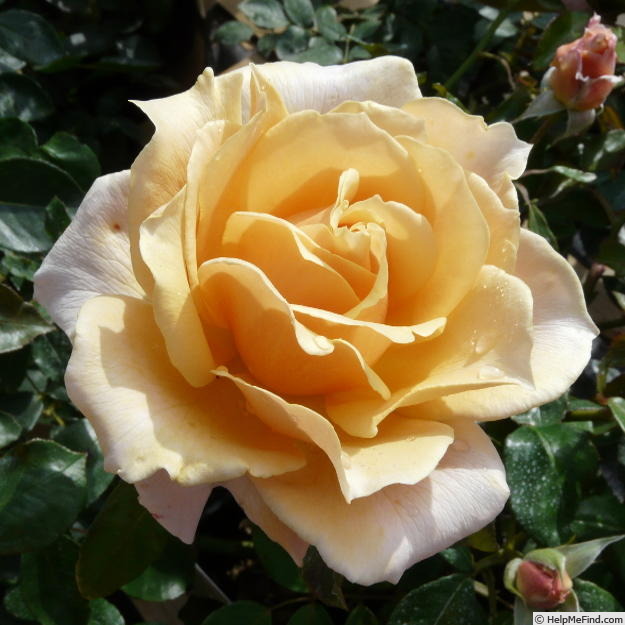 'Caron Keating Rose' rose photo