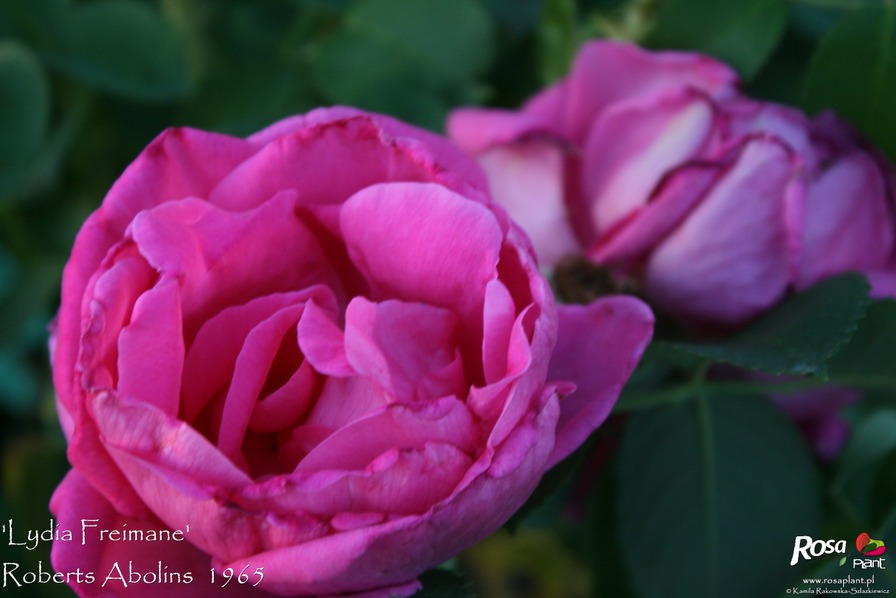 'Lydia Freimane' rose, click to enlarge 'Lydia Freimane' rose photo