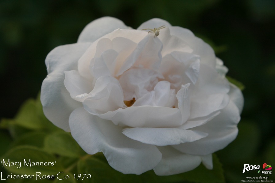 'Mary Manners' rose photo