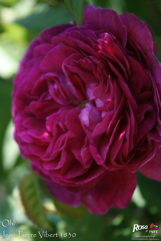 'Ohl' rose photo