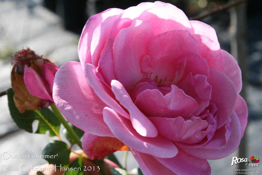 'Our last summer™ Plant'n'relax®' rose photo