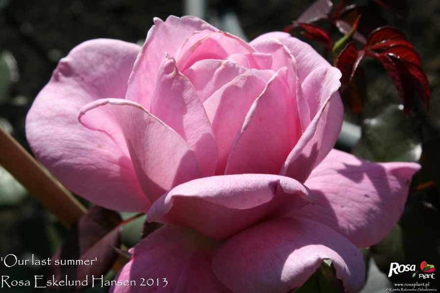 'Our last summer™ Plant'n'relax®' rose photo