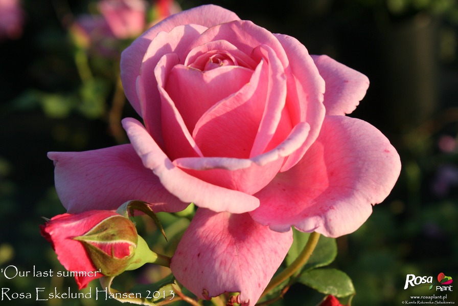 'Our last summer™ Plant'n'relax®' rose photo