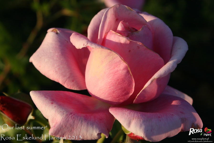 'Our last summer™ Plant'n'relax®' rose photo