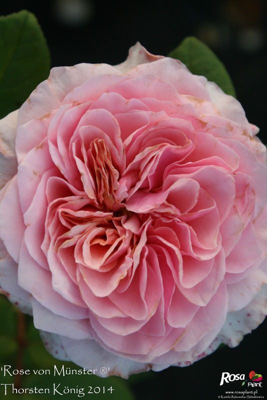 'Rose von Münster ®' rose photo