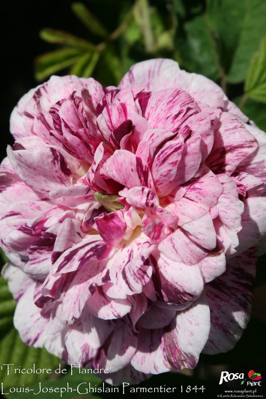 'Tricolore de Flandre' rose photo