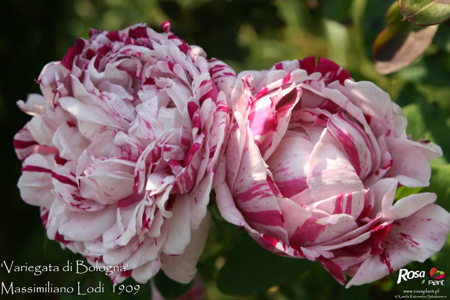 'Variegata di Bologna' rose photo