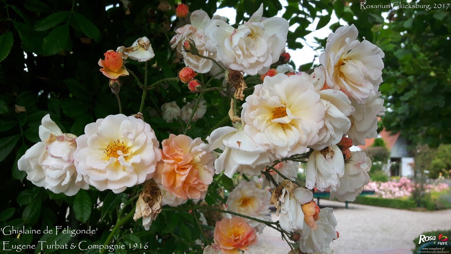 'Ghislaine de Féligonde' rose photo