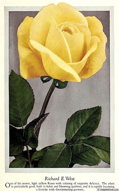 'Richard E. West' rose photo