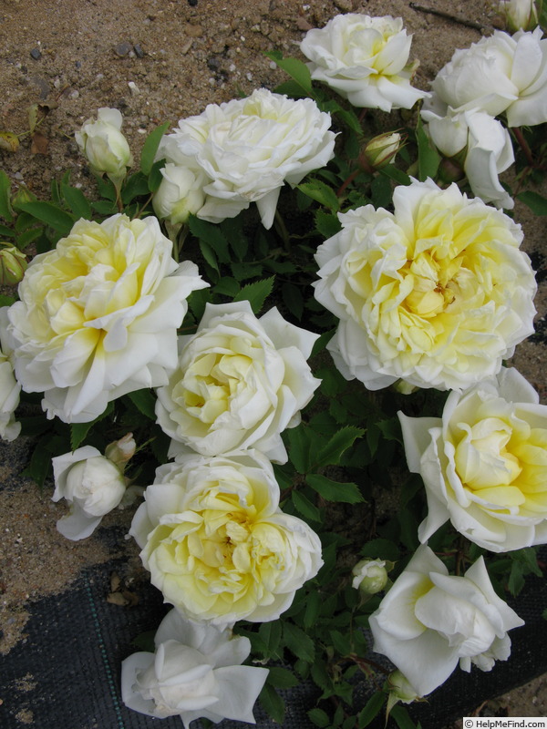 'Kindarosen' rose photo