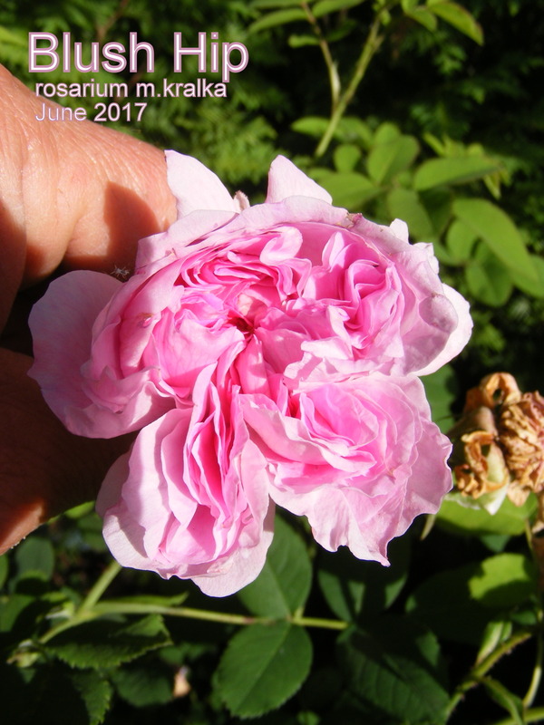 'Blush Hip' rose photo